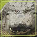 Animale - imagini