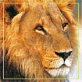 Animale - imagini