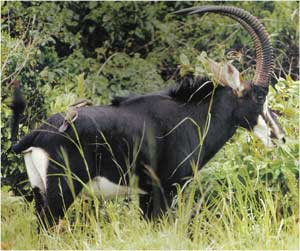 Animale Antilopa cal modul de viata si caracteristicile lui animal .com .ro