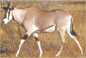 Animale Antilopa oryx modul de viata si caracteristicile lui animal .com .ro