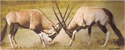 Poze cu Antilopa oryx