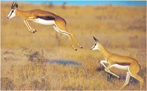 Animale Antilopa saritoare modul de viata si caracteristicile lui animal .com .ro