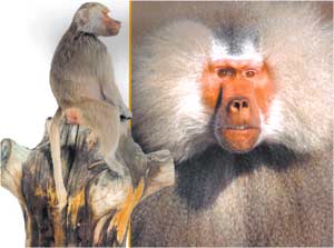 Animale Babuinul modul de viata si caracteristicile lui animal .com .ro