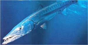 Animale Baracuda modul de viata si caracteristicile lui animal .com .ro