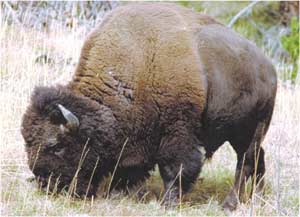 Animale Bizonul modul de viata si caracteristicile lui animal .com .ro