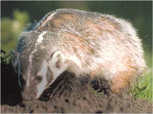 Animale Bursucul modul de viata si caracteristicile lui animal .com .ro