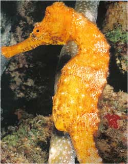 Animale Calutul de mare modul de viata si caracteristicile lui animal .com .ro