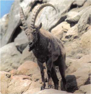 Animale Capra ibex modul de viata si caracteristicile lui animal .com .ro