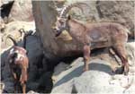 Poze cu Capra ibex