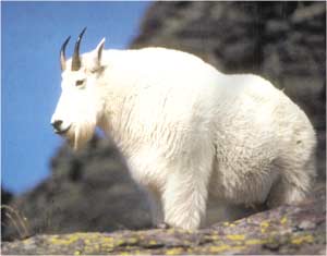 Animale Capra muntilor stancosi modul de viata si caracteristicile lui animal .com .ro