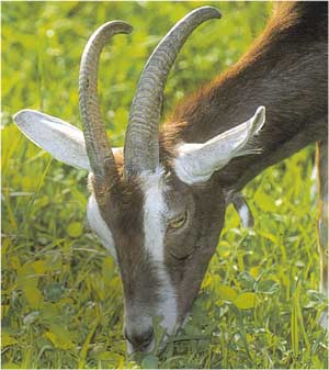 Animale Capra modul de viata si caracteristicile lui animal .com .ro