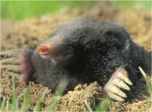 Animale Cartita modul de viata si caracteristicile lui animal .com .ro