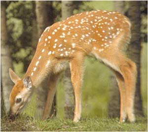 Animale Cerbul lopatar si caprioara modul de viata si caracteristicile lui animal .com .ro
