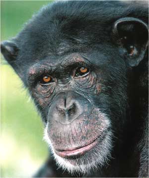 Animale Cimpanzeul modul de viata si caracteristicile lui animal .com .ro