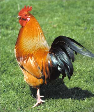 Animale Cocosul si gaina animale de casa modul de viata si caracteristicile lui animal .com .ro