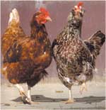 Poze Cocosul si gaina animale de casa