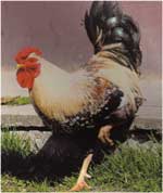 Imagini colorate Cocosul si gaina animale de casa