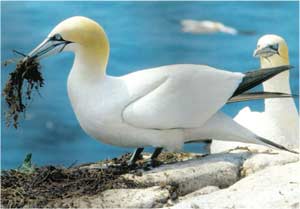 Animale Corbul de mare alb modul de viata si caracteristicile lui animal .com .ro