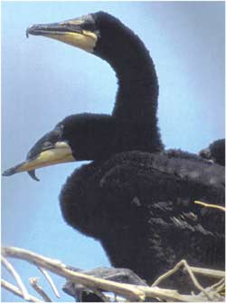Animale Cormoranul modul de viata si caracteristicile lui animal .com .ro