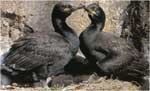 Poze cu Cormoranul