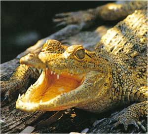 Animale Crocodilul modul de viata si caracteristicile lui animal .com .ro