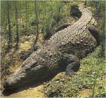 Poze cu Crocodilul