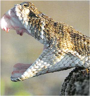 Animale Crotalul modul de viata si caracteristicile lui animal .com .ro