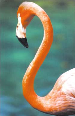 Animale Flamingoul roz modul de viata si caracteristicile lui animal .com .ro