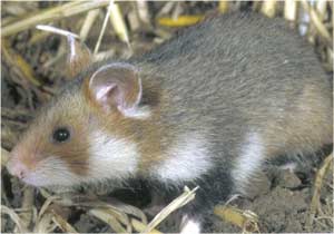 Animale Hamsterul modul de viata si caracteristicile lui animal .com .ro