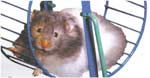 Poze cu Hamsterul