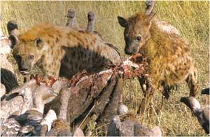 Animale Hiena modul de viata si caracteristicile lui animal .com .ro