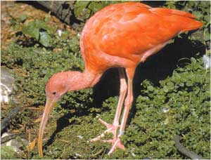 Animale Ibisul - pasari frumoase modul de viata si caracteristicile lui animal .com .ro