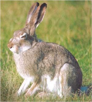 Animale Iepurele de camp modul de viata si caracteristicile lui animal .com .ro