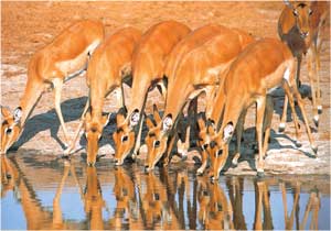 Animale Impala modul de viata si caracteristicile lui animal .com .ro