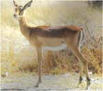 Poze cu Impala