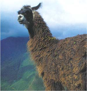 Animale Lama modul de viata si caracteristicile lui animal .com .ro