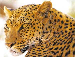 Animale Leopardul modul de viata si caracteristicile lui animal .com .ro