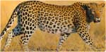 Lumea animalelor Leopardul