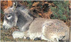 Animale Magarul modul de viata si caracteristicile lui animal .com .ro