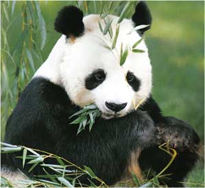 Animale Marele panda modul de viata si caracteristicile lui animal .com .ro