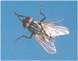 Animale Musca modul de viata si caracteristicile lui animal .com .ro