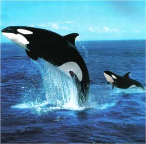 Animale Orca modul de viata si caracteristicile lui animal .com .ro