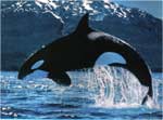 Poze cu Orca