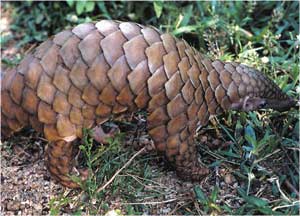 Animale Pangolinul modul de viata si caracteristicile lui animal .com .ro