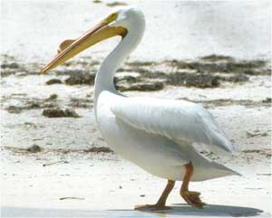 Animale Pelicanul modul de viata si caracteristicile lui animal .com .ro