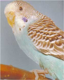 Animale Perusul - papagalul modul de viata si caracteristicile lui animal .com .ro
