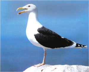 Animale Pescarusul modul de viata si caracteristicile lui animal .com .ro