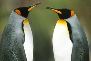 Animale Pinguinul modul de viata si caracteristicile lui animal .com .ro