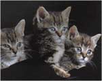 Poze Pisica - animale de casa pisicile