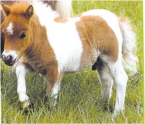 Animale Poneiul modul de viata si caracteristicile lui animal .com .ro